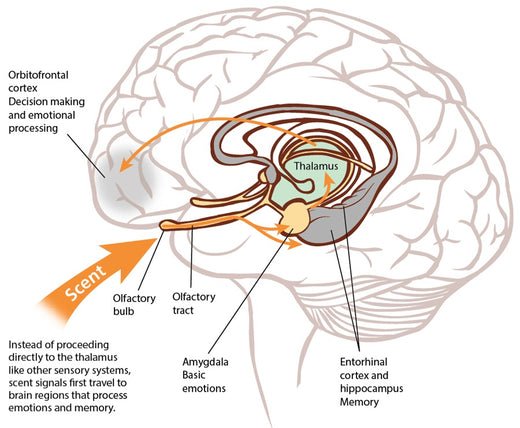 Geurverspreiding in de wetenschap - Onderzoek naar Geurmarketing - B2B AromaDiffusing